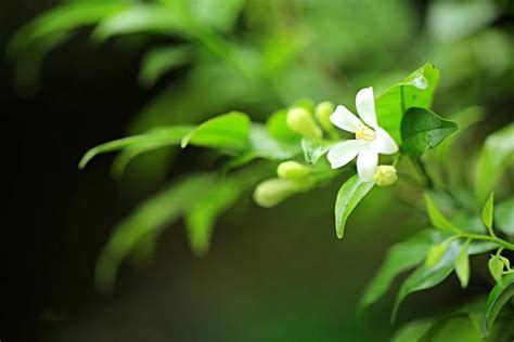 七里香招陰嗎|七里香的照顧